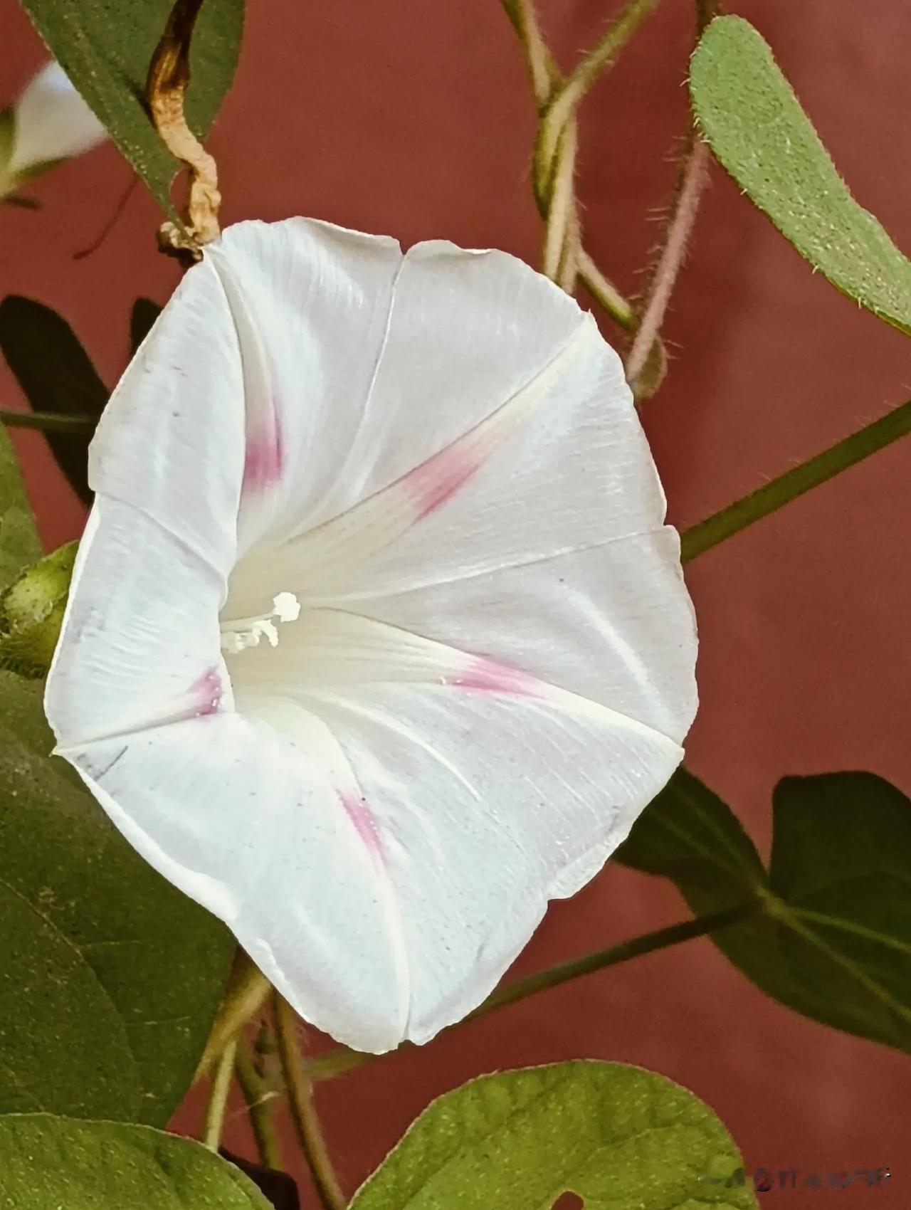 今天看到的白色喇叭花#秋季景色大pk#