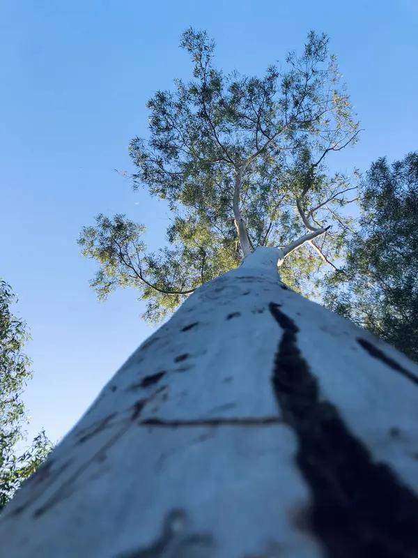 谷谷的“蓝桉已遇释槐乌，不爱万物唯爱你”，这句文案真是妙极了！蓝桉本是带毒且霸道