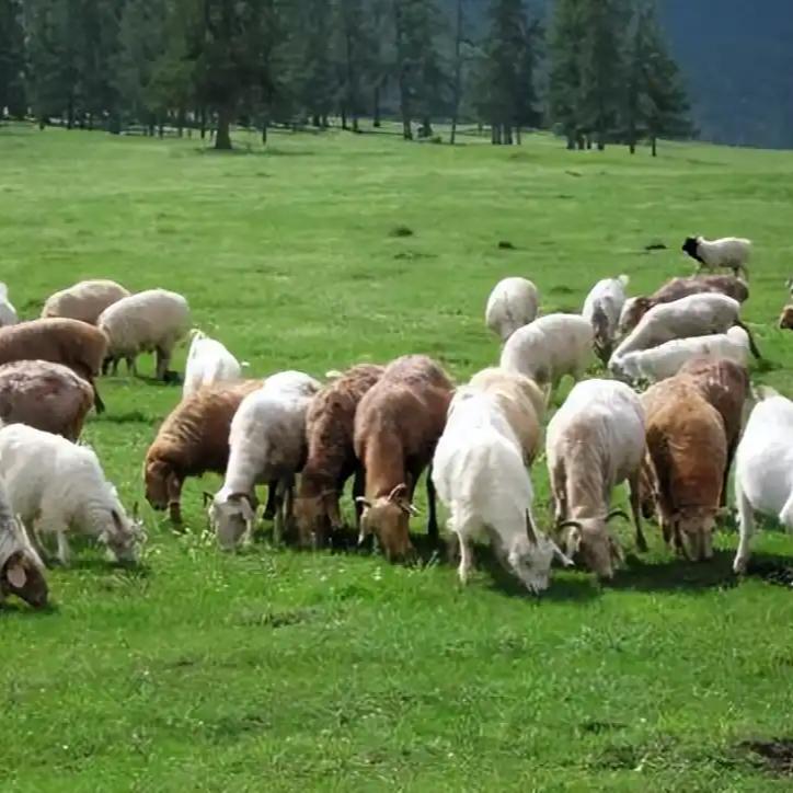 月薪1.6万对应的是管理3000只羊的超负荷产出。在牧区，这意味着全年无休且每天