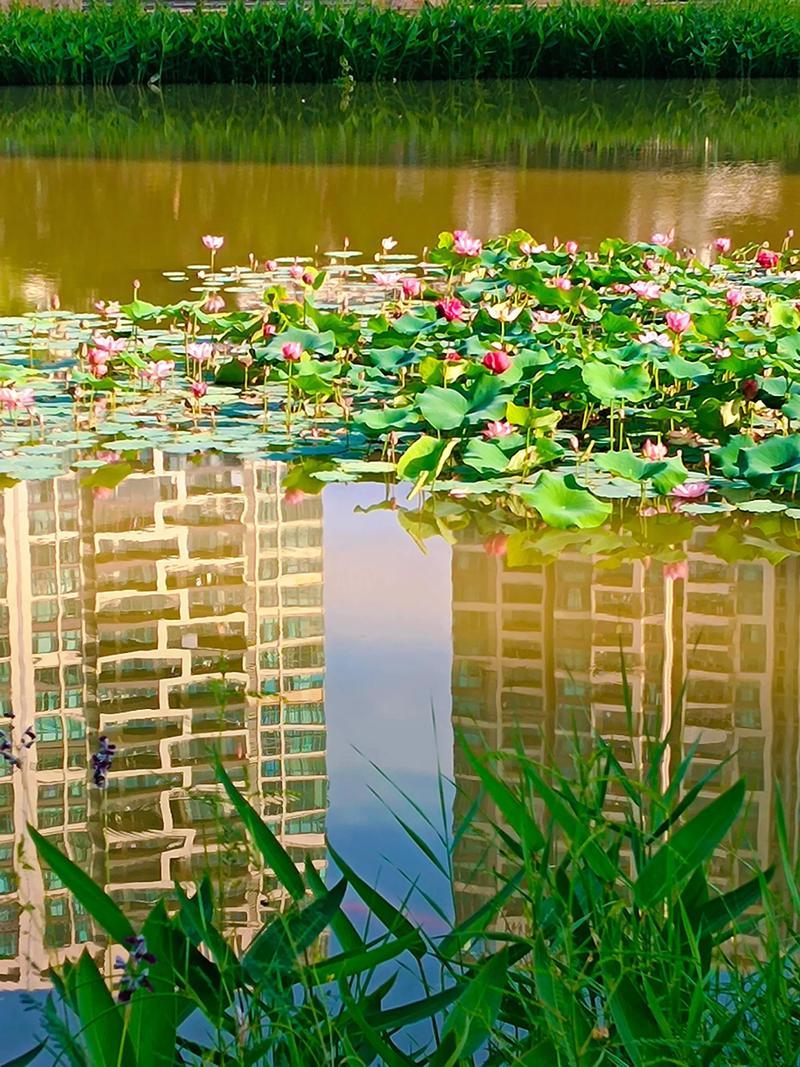 我们小区是安置房，拆迁后政府的还房，位置还算不错，前后都是学校，非常好租，而且还