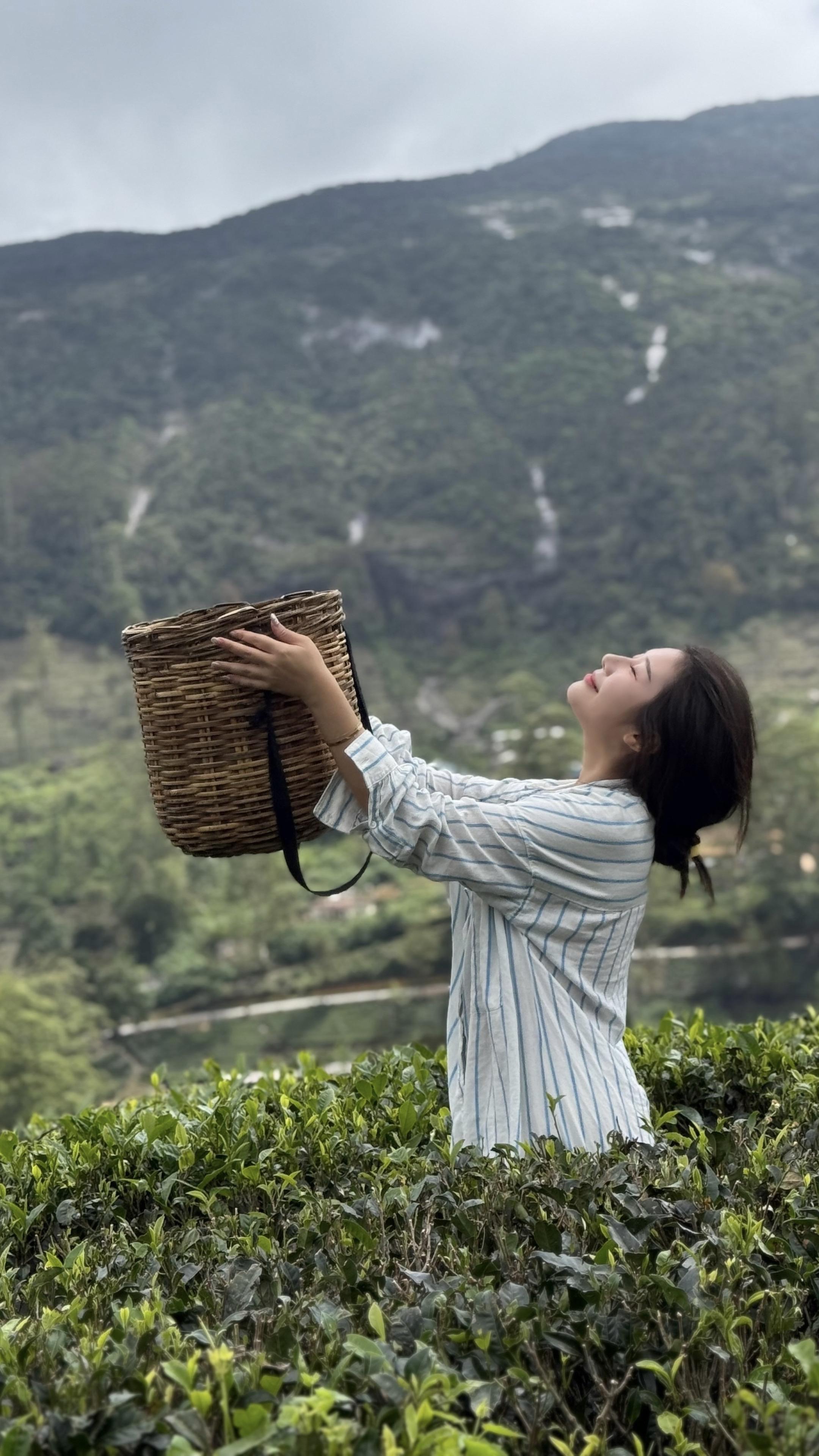 斯里兰卡锡兰茶园