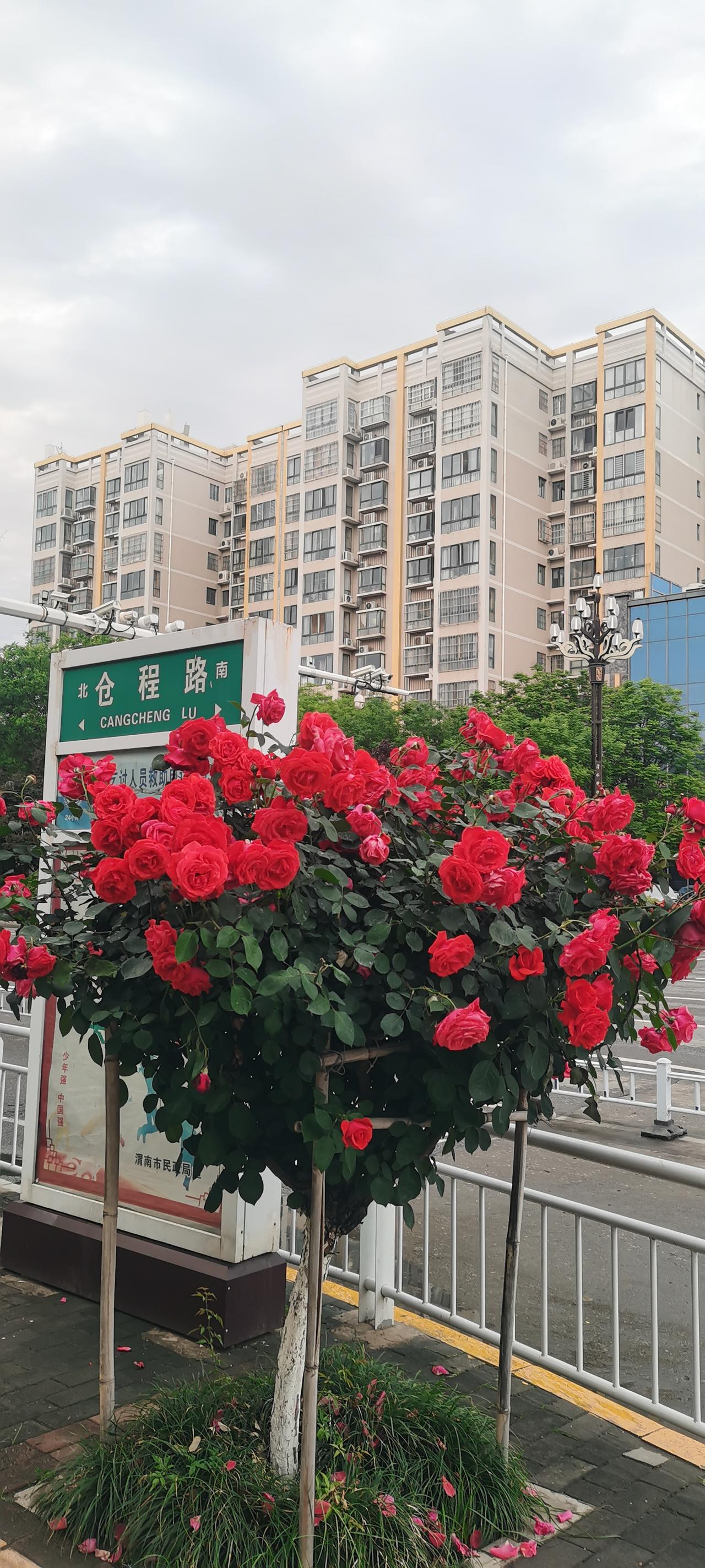 分享一张你拍的花，什么花都行月季花。拍摄于陕西渭南市仓边路。