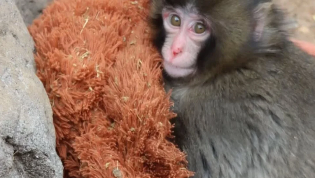 看哭了！被亲妈抛弃的小猴，把毛绒玩具当妈