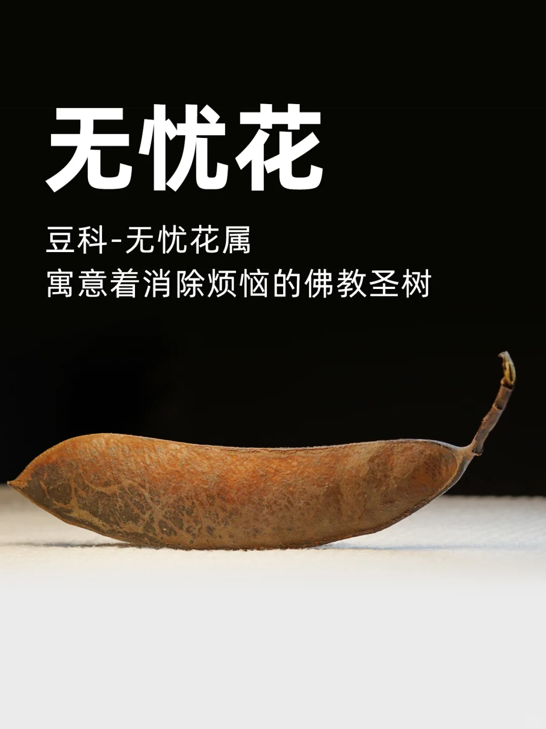 无忧花，寓意着消除烦恼、带来安宁的佛教圣树