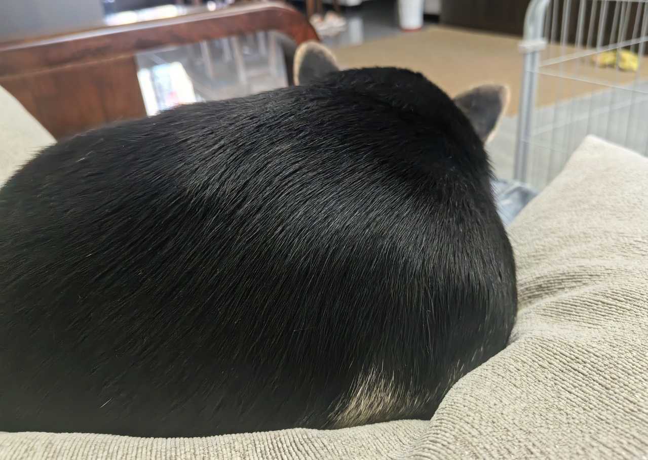 是猫呀 