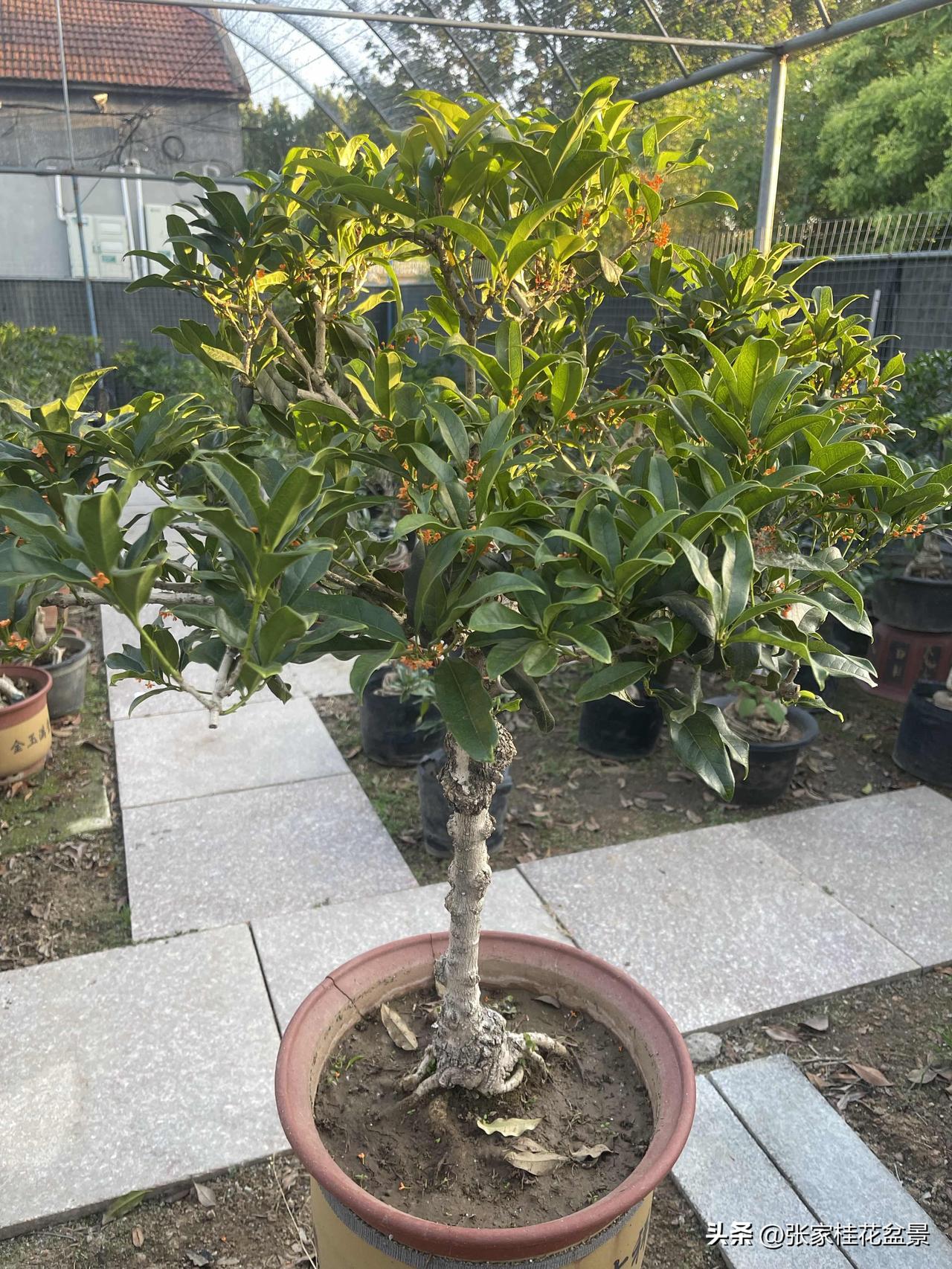 江苏的桂花树移到山东来能养活吗江苏有嫁接的，有原生的，嫁接的可以在山东养，原生本