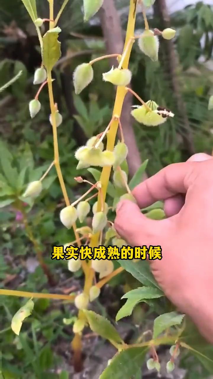 凤仙花毒蛇死对头。
它就是毒蛇的死对头凤仙花。家里老人常说有它的地方就不怕有蛇了