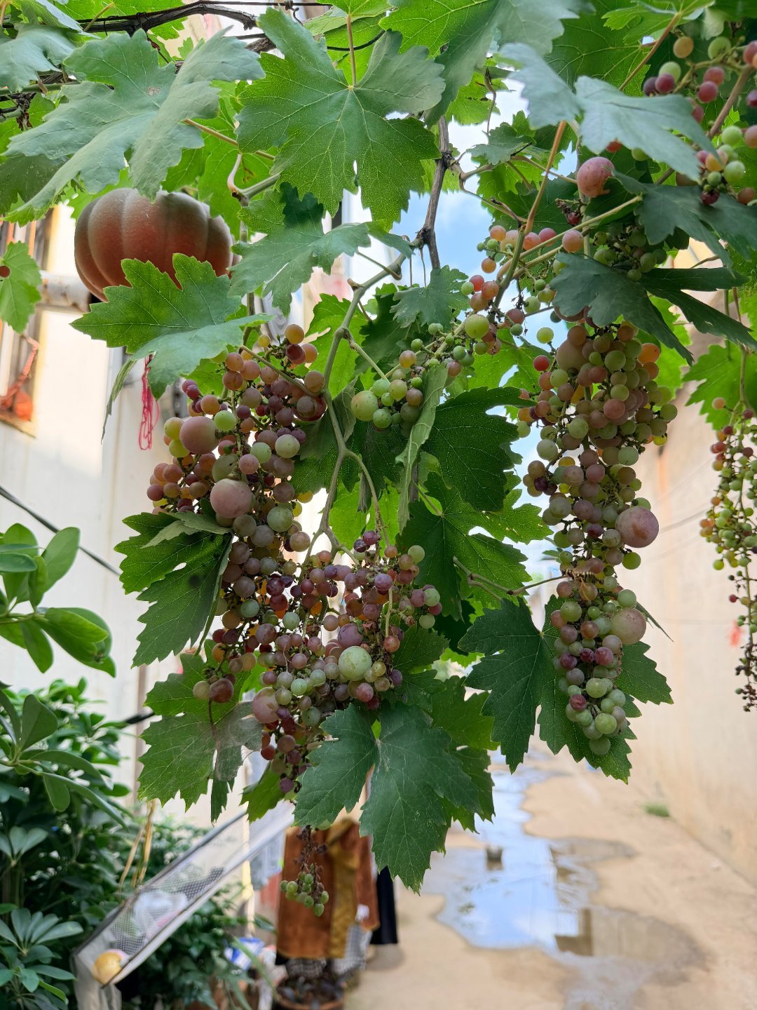 就问什么时候可以吃 