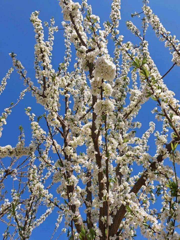 春日生活打卡季蓝天为幕，繁花作序，一树春雪撞进眼底，风里都是温柔的春日来信。
