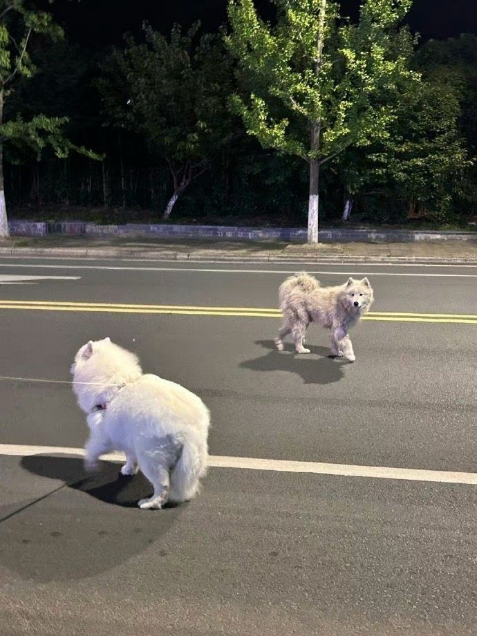 狗狗不是它自己想成为流浪狗的 