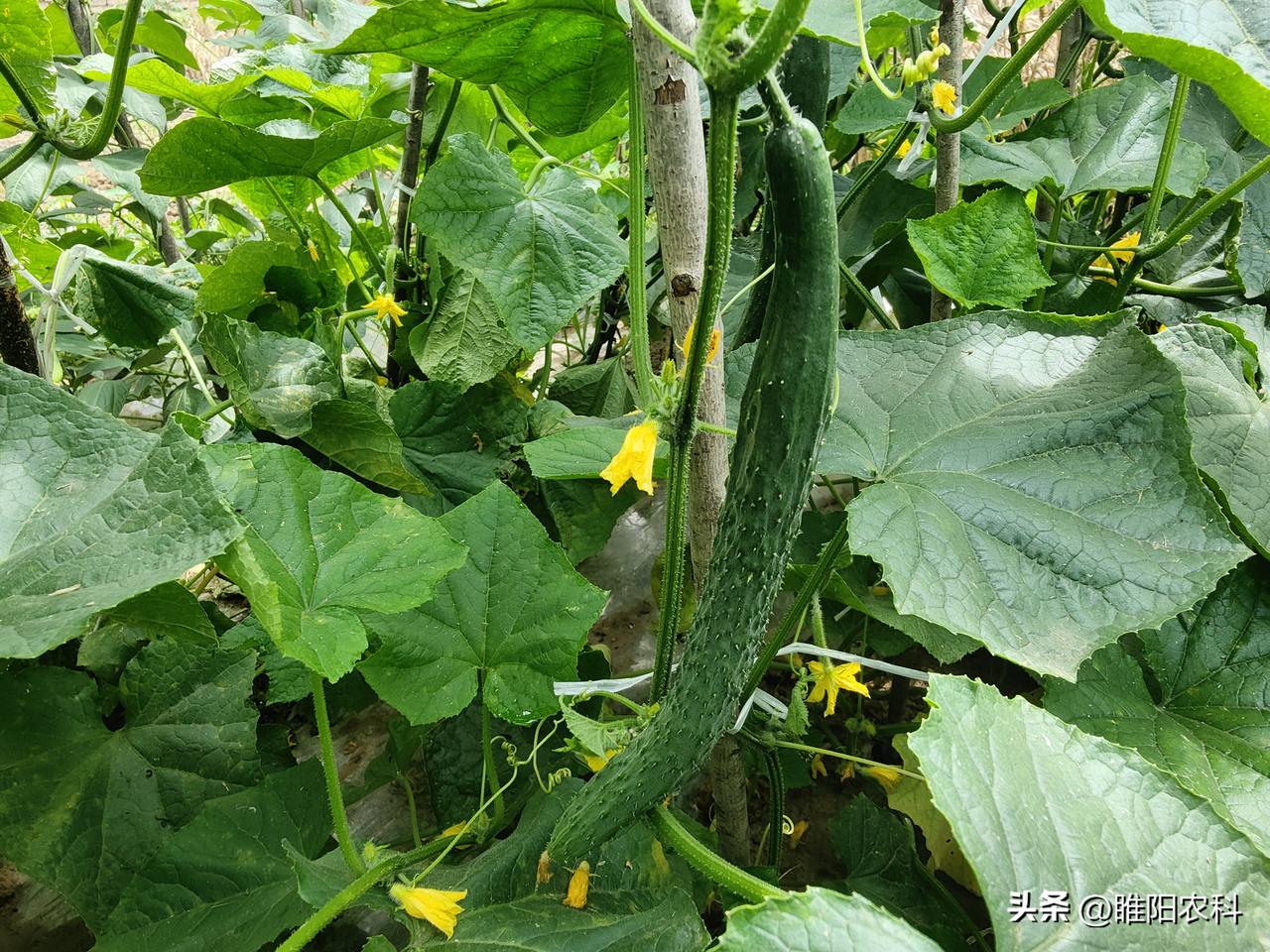 1、空心菜，学名雍菜，耐高温喜欢大水大肥，在高温条件下生长快，而且还可以不停的采