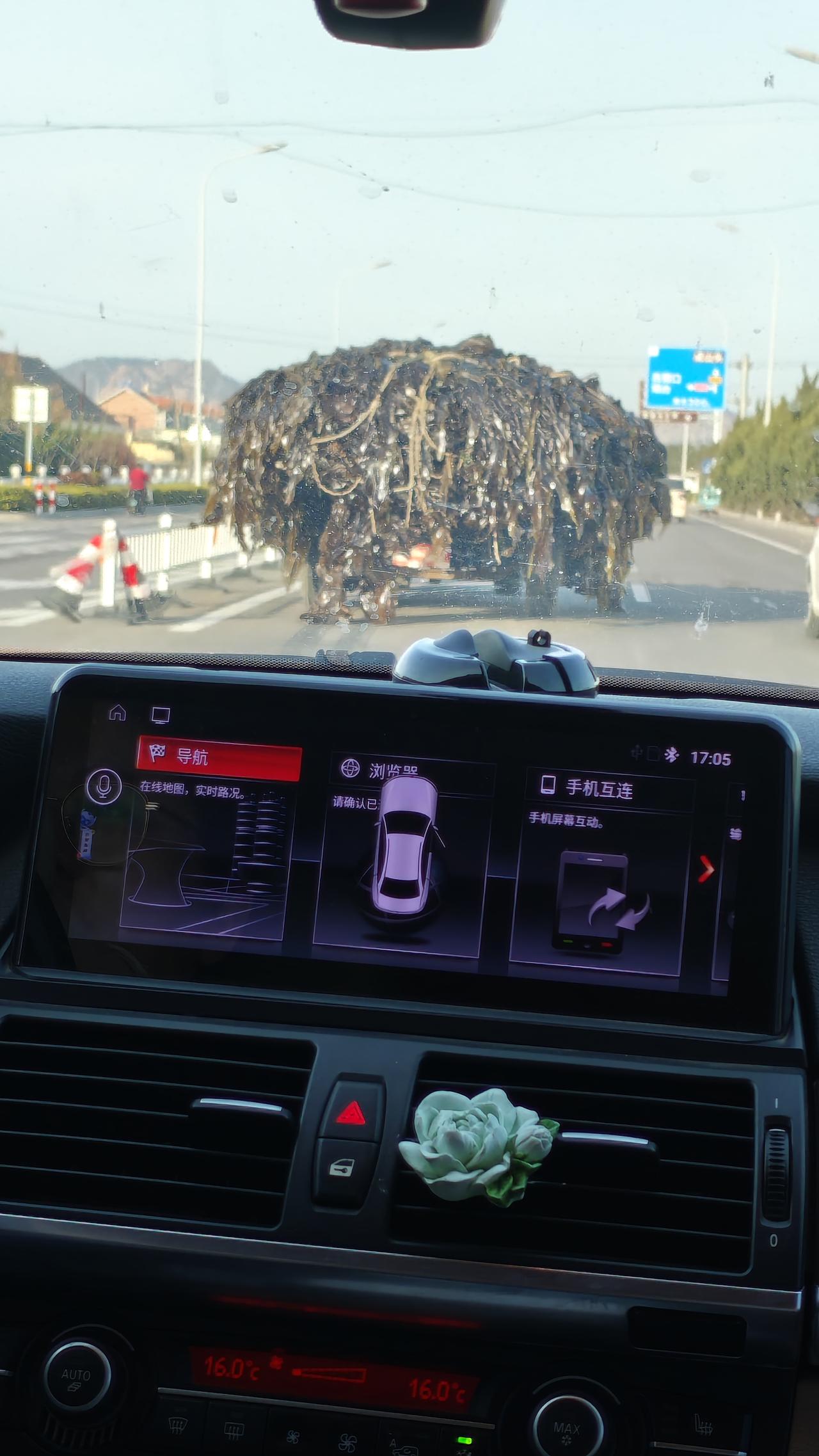 第一次见一大车海带的壮观……