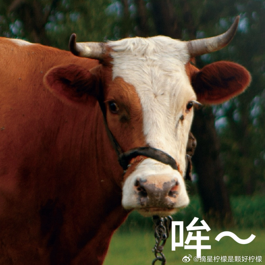 我特别爱这个可爱的🐮🤓 