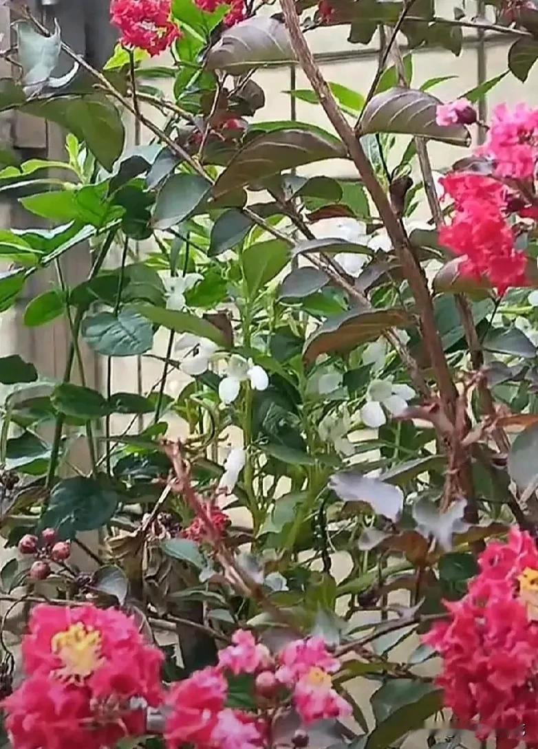 #晒晒我种的花#
小时候我喜欢一种叫做叫胭脂的花，这种花很容易种，随便用一个塑料