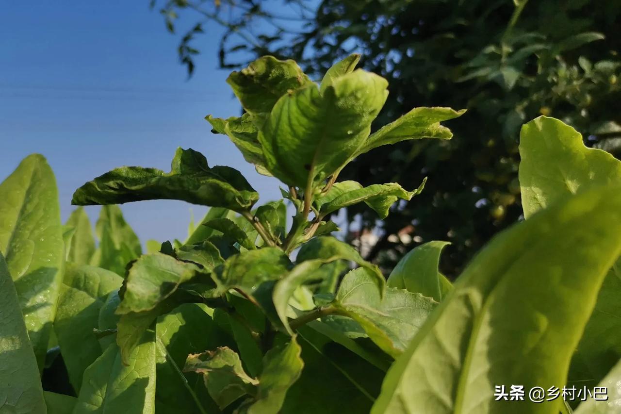 今天在镇上问了一下菜价，其实还有很重要一点，就是想知道自己在天台上种菜值不值得！