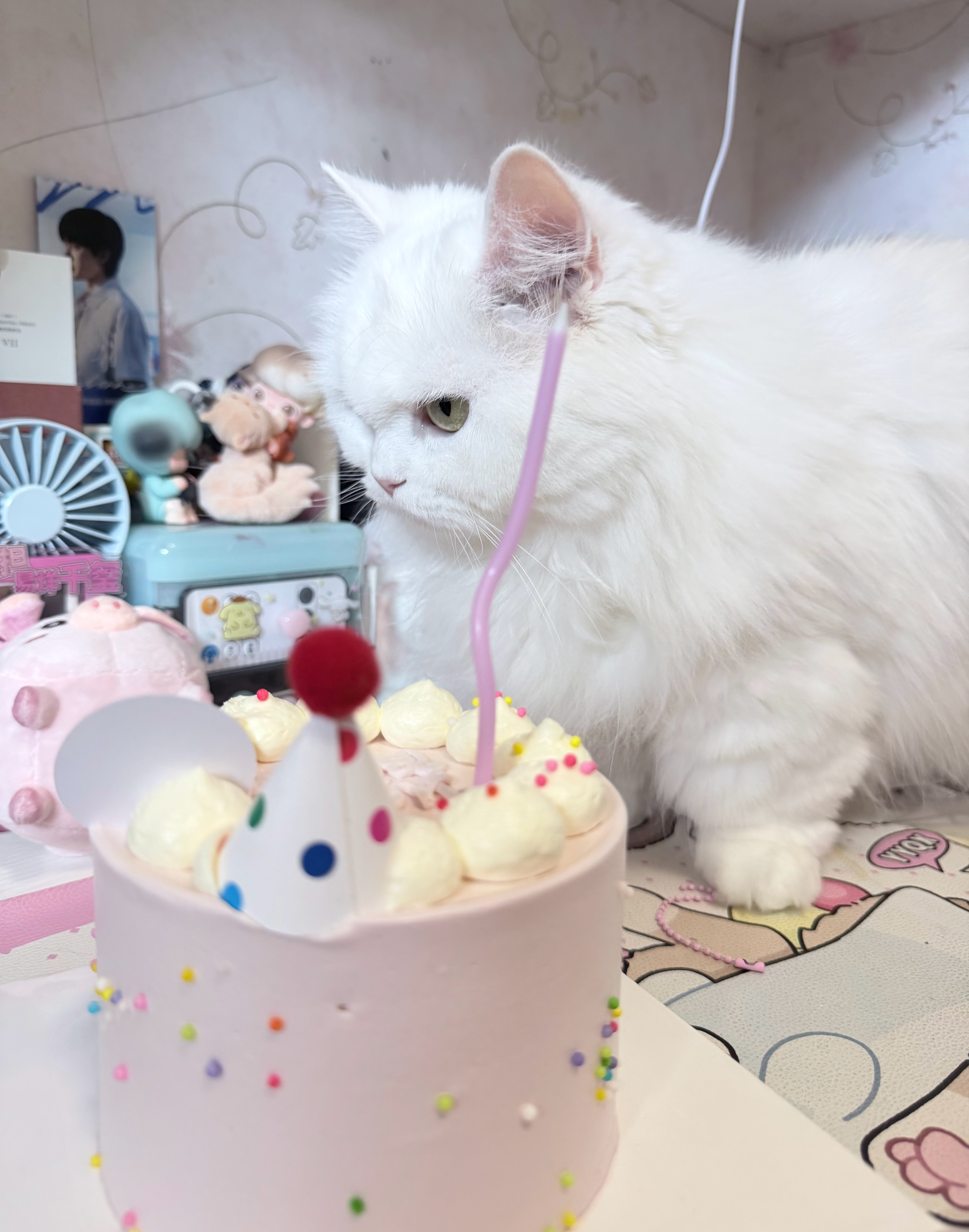 有一个小蛋糕为雪球诞生了！让我们祝小雪球五岁生日快乐呀~🎂小猫健健康康！长命百