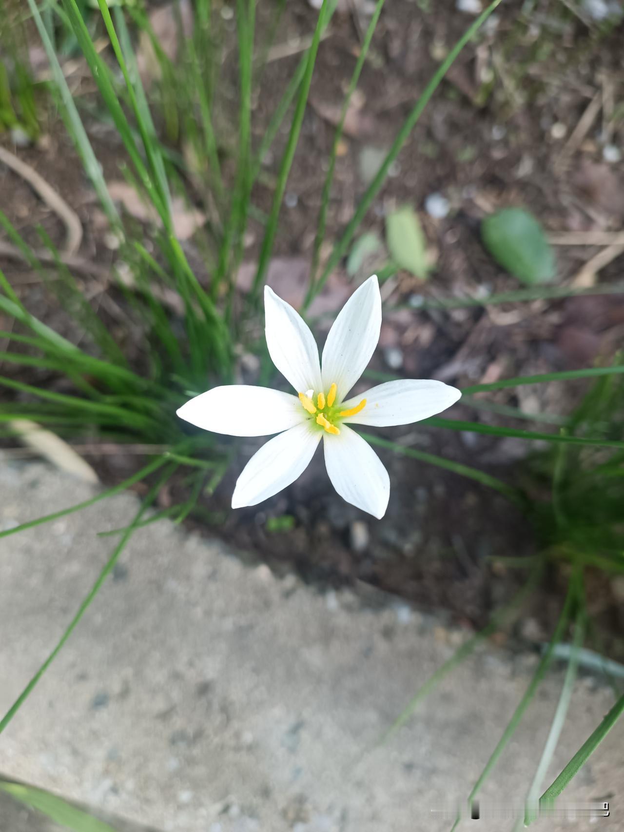 秋日生活打卡季一花一世界
