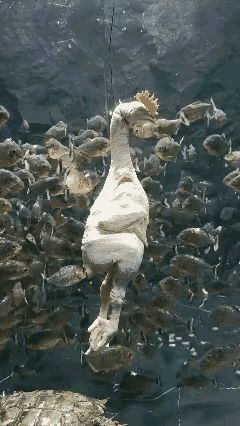 把一只鸡丢进了一群食人鱼里，不一会的功夫鸡就变成了鸡架，太恐怖，看起来毛骨悚然。
