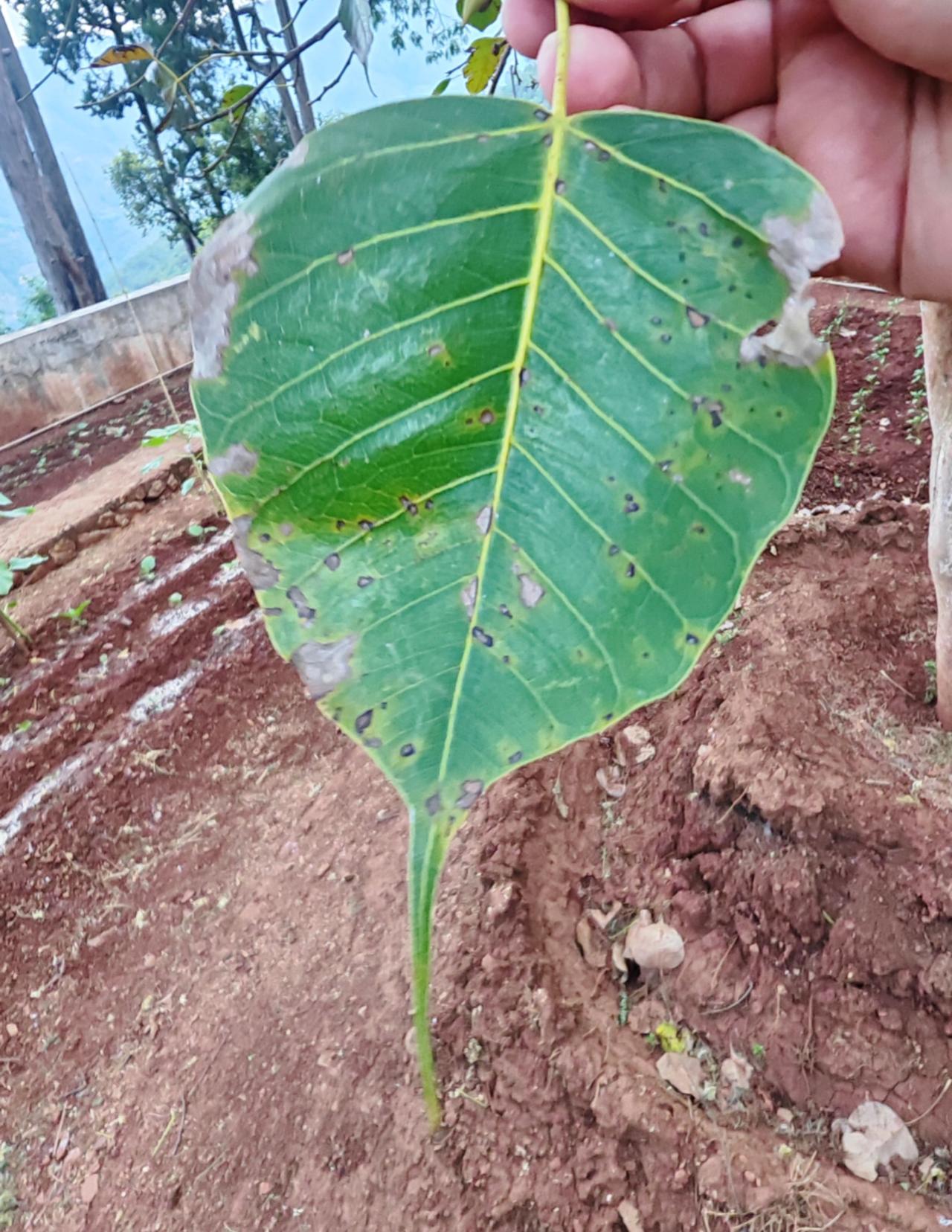 一叶菩提，虽然千疮百孔，依然血统高贵，来源正宗。（鸡足山有一棵源于斯里兰卡的菩提