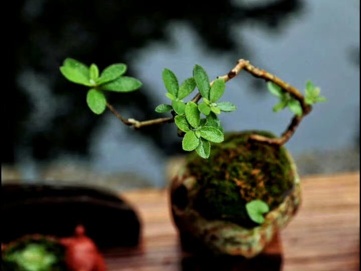 “今天飞花令｜主题【载、归】古诗词 ”                     