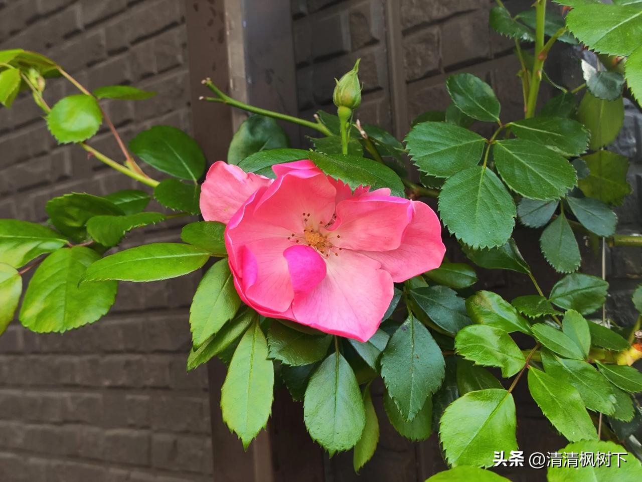 小宝也许会走文科这条路。

先说点别的啊。
开学了，小宝成了中学生，
是班里唯一
