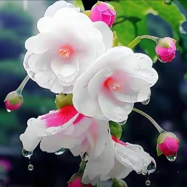 赏花观景：海棠花
娇艳海棠花 
有诗赞：
馨香馥郁海棠花
淡染红腮笑彩霞
天姿绰