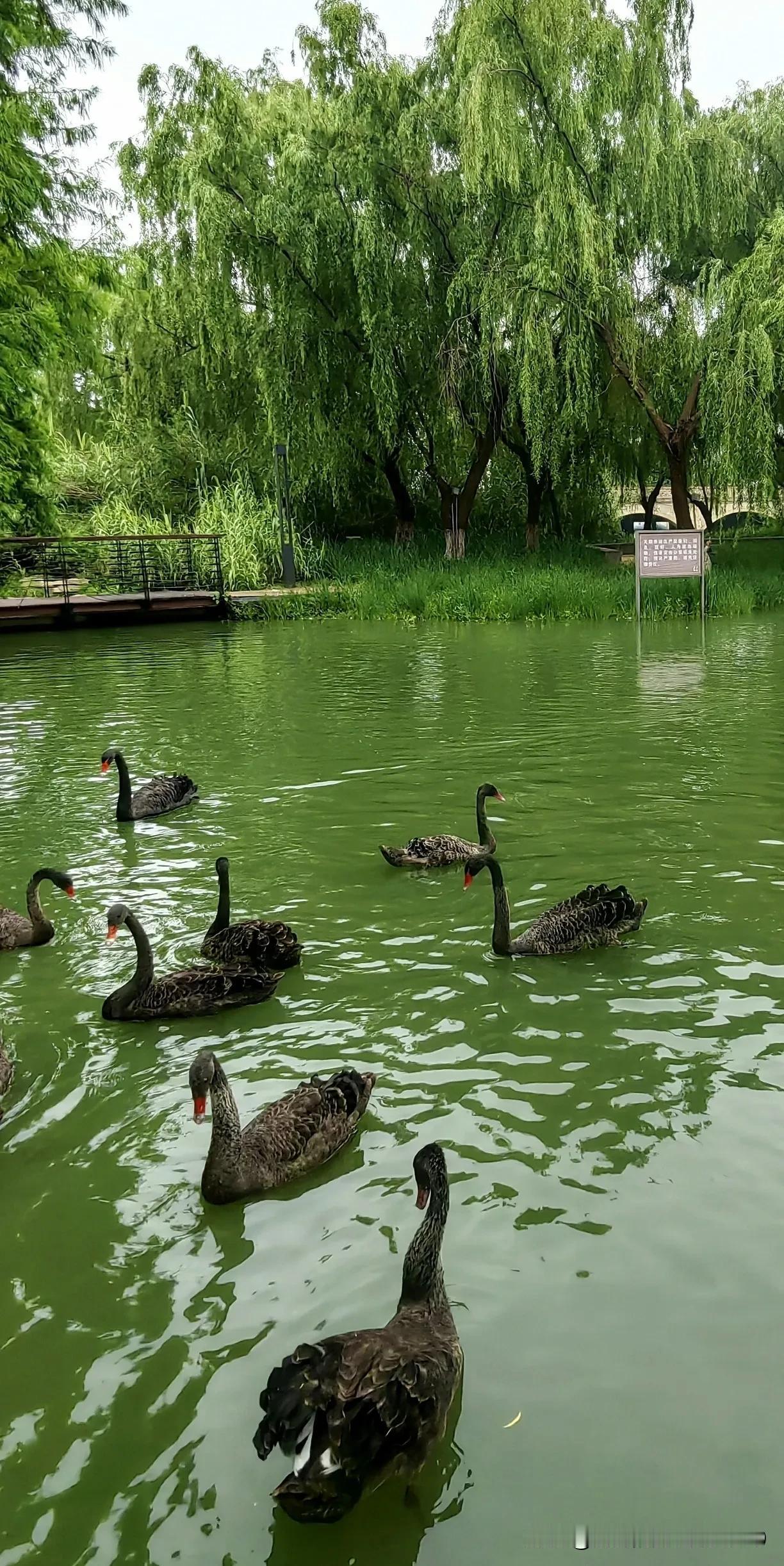 湖面静谧，绿树成荫，垂柳依依，黑天鹅悠然自得。