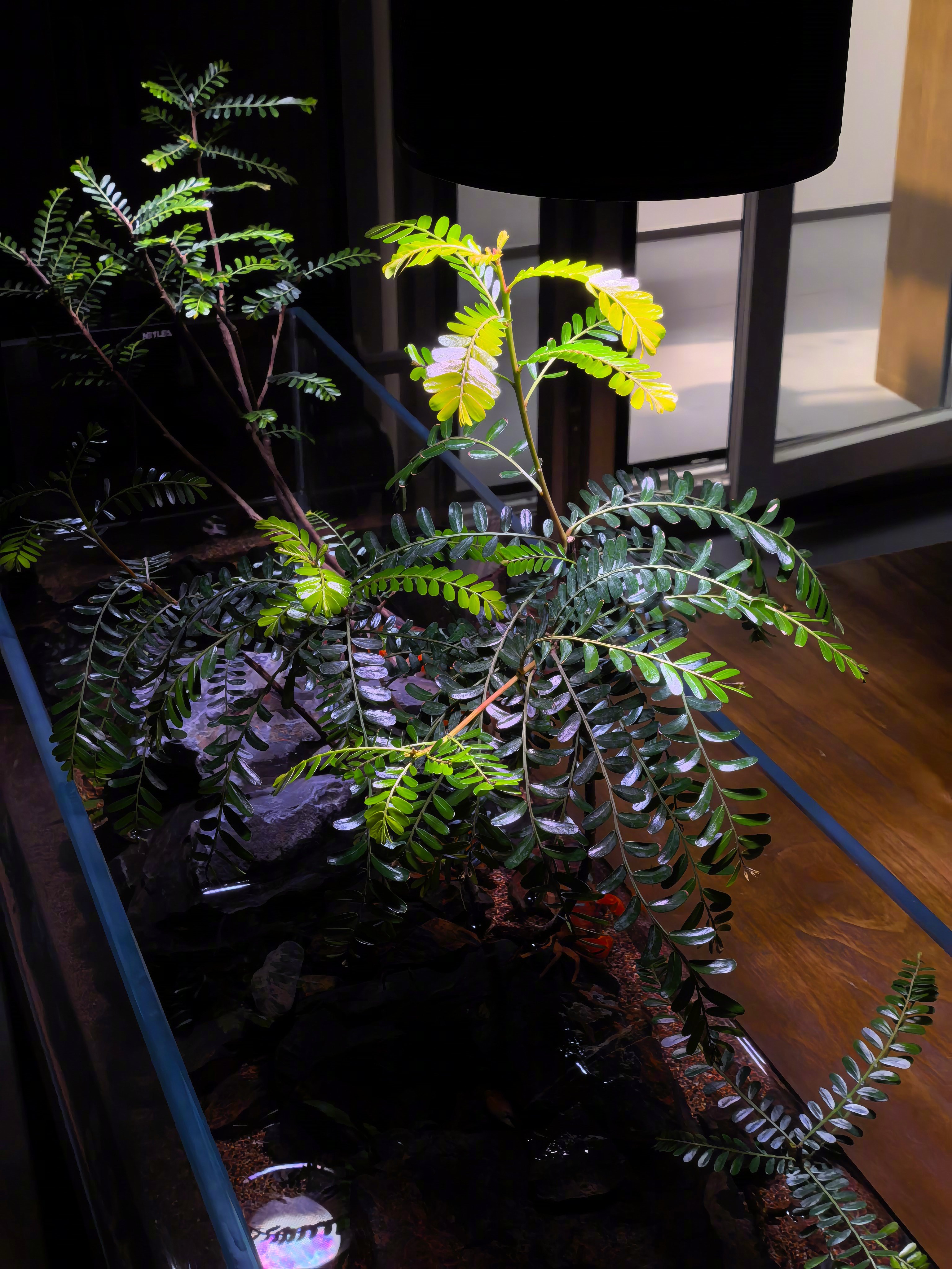 我水陆缸里种的“海岛叶下榕”竟然活了，还长势不错，没想到啊，我在家里鱼缸里能种树