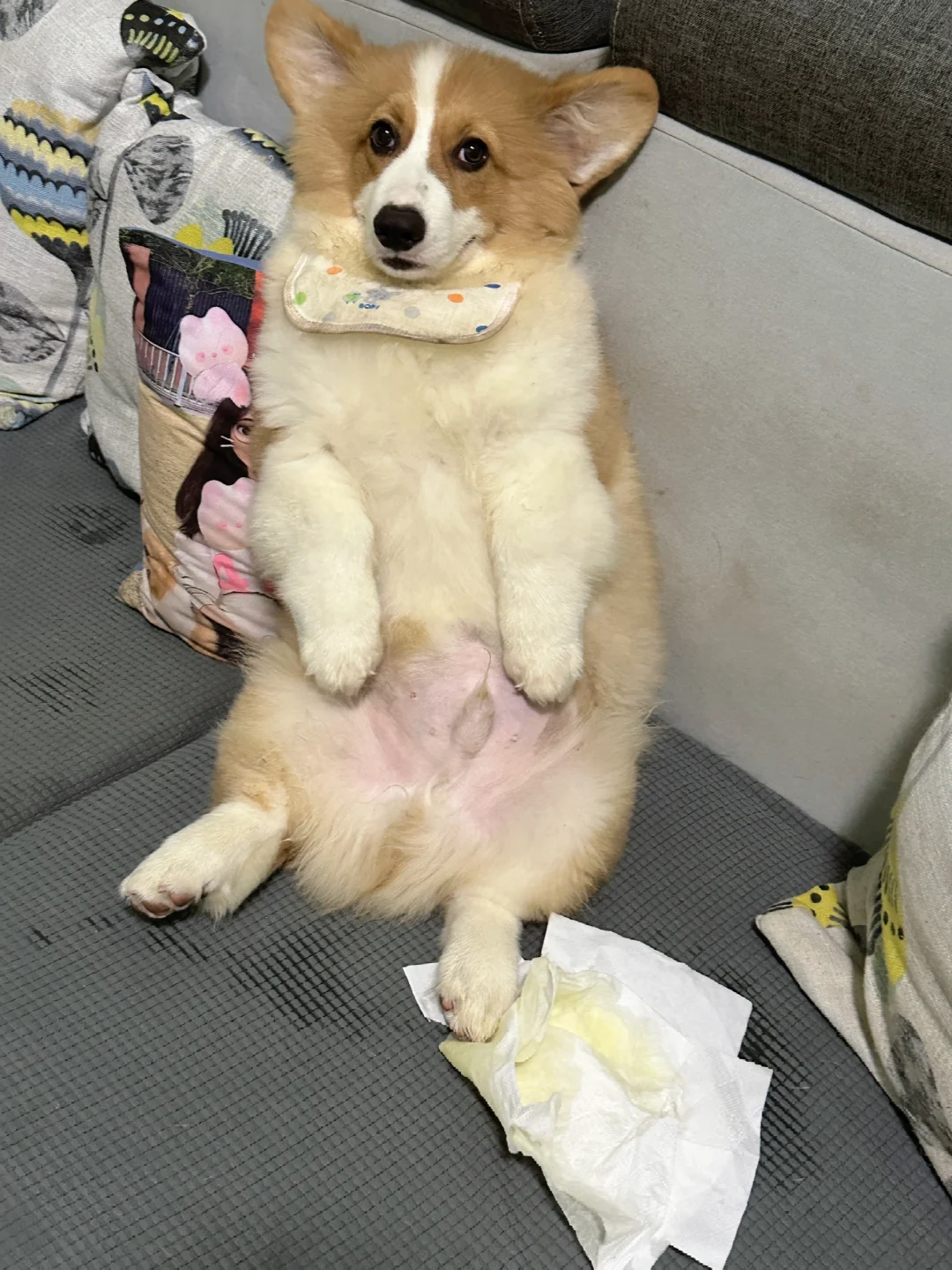 🐶：完了，又惹妈妈生气了
