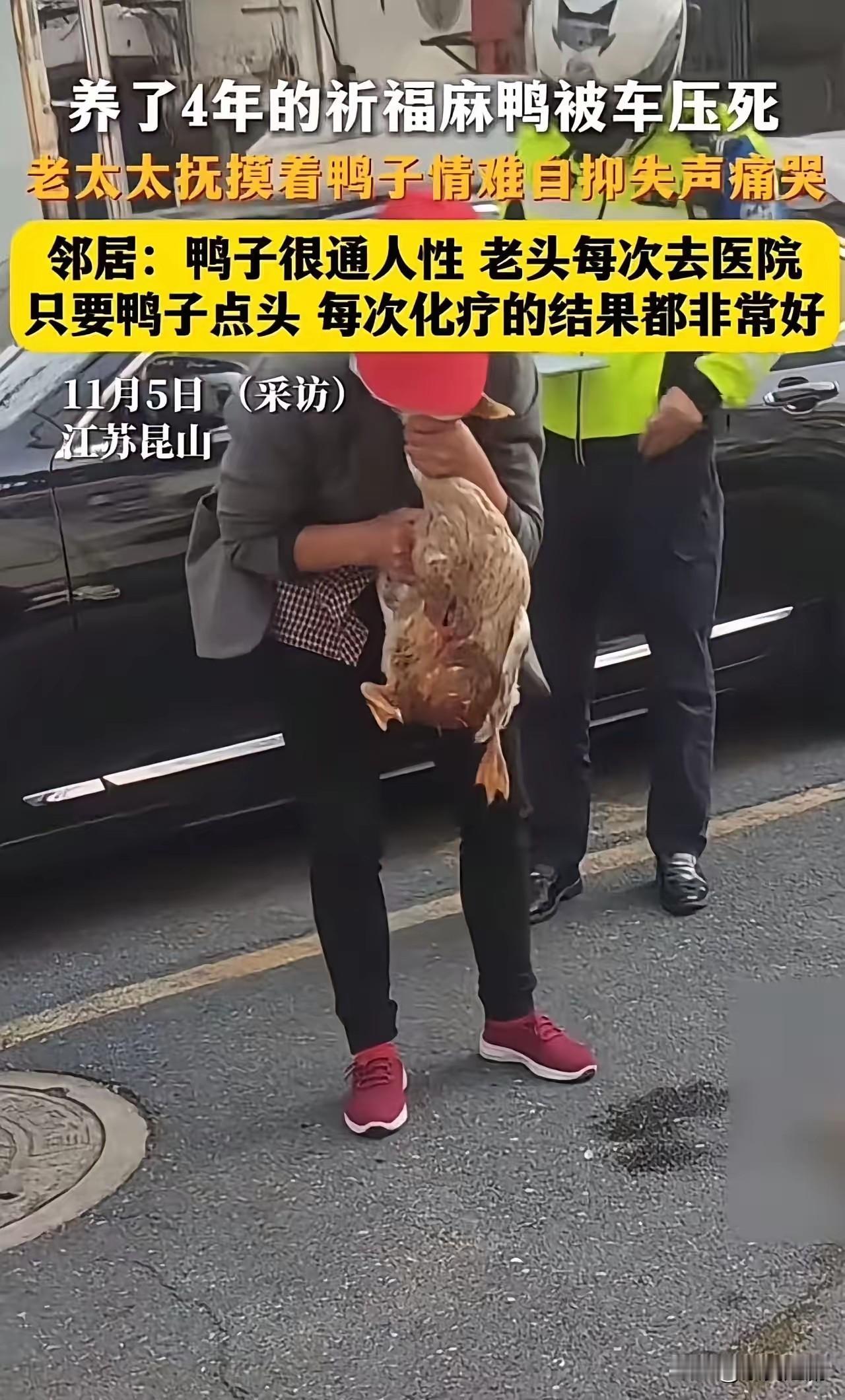 在这个快节奏的现代社会，人与动物之间的情感纽带日益深厚。特别是在乡村或小城镇，动