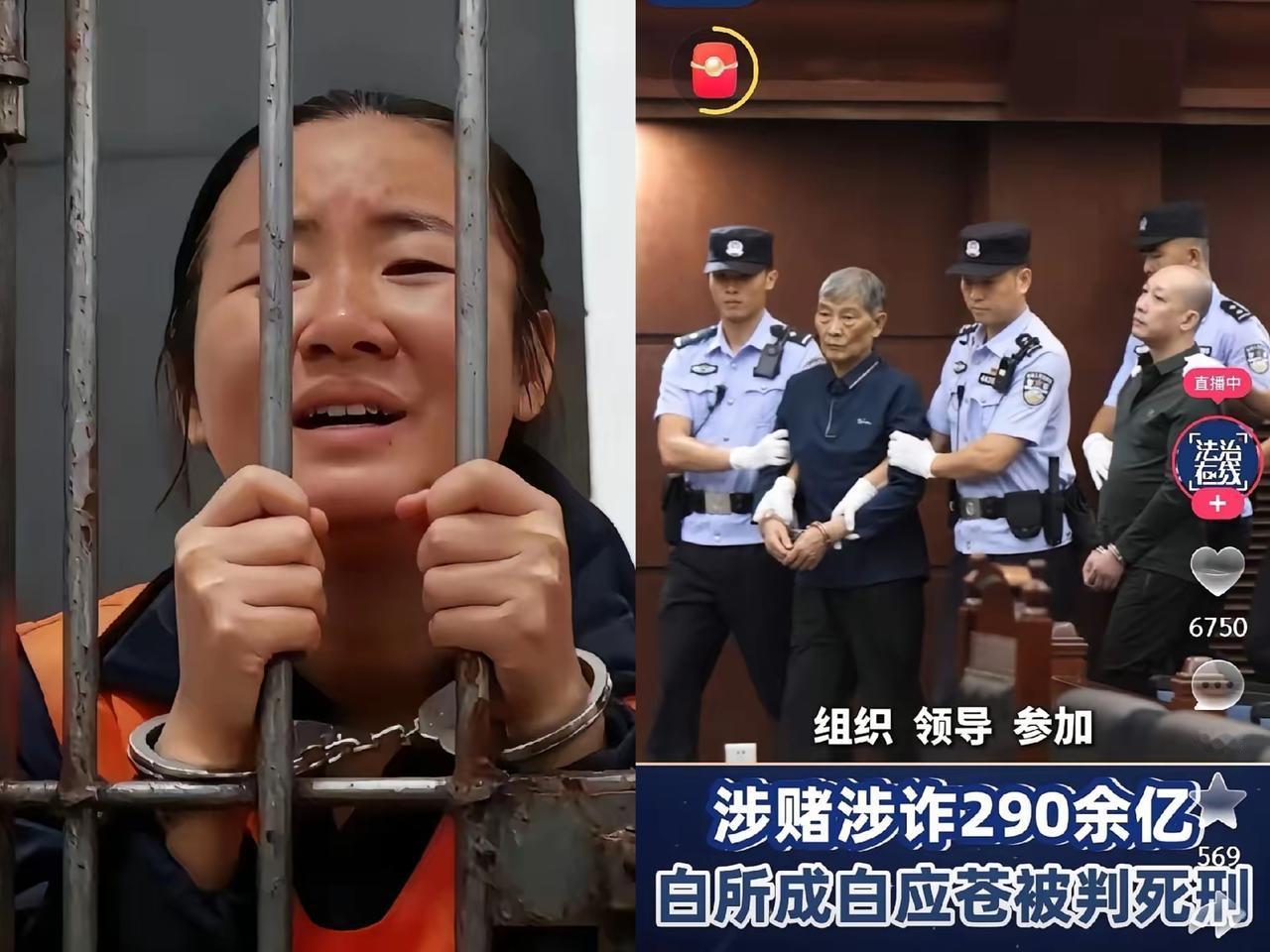 白所成父子的审判结果一出来，明珍珍彻底坐不住了——她比谁都清楚，自己的末日不远了