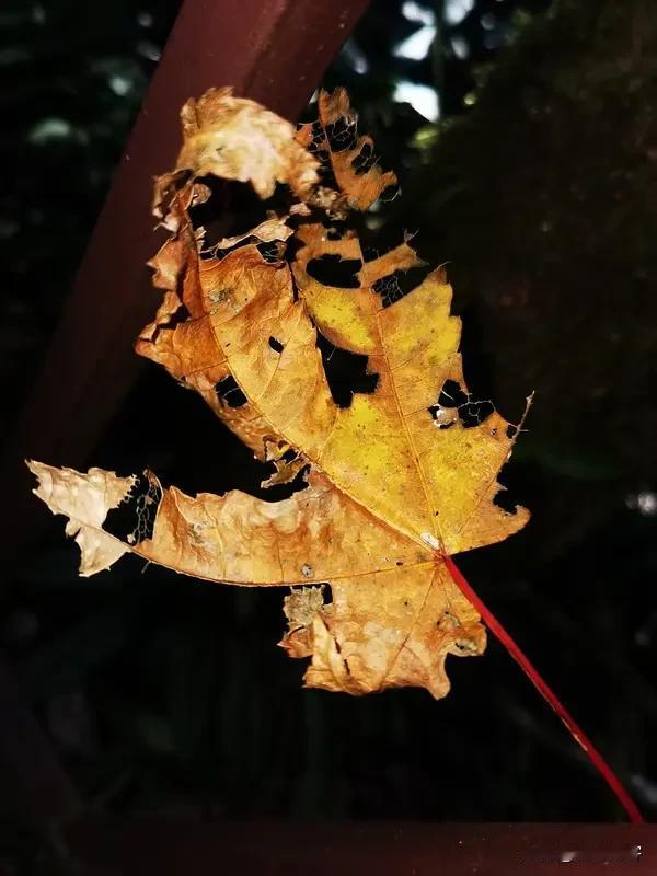 【卜算子】清洁工
朝洒地金匀，
暮擦天星亮。
扫遍三冬与夏炎，
老茧安营掌。
