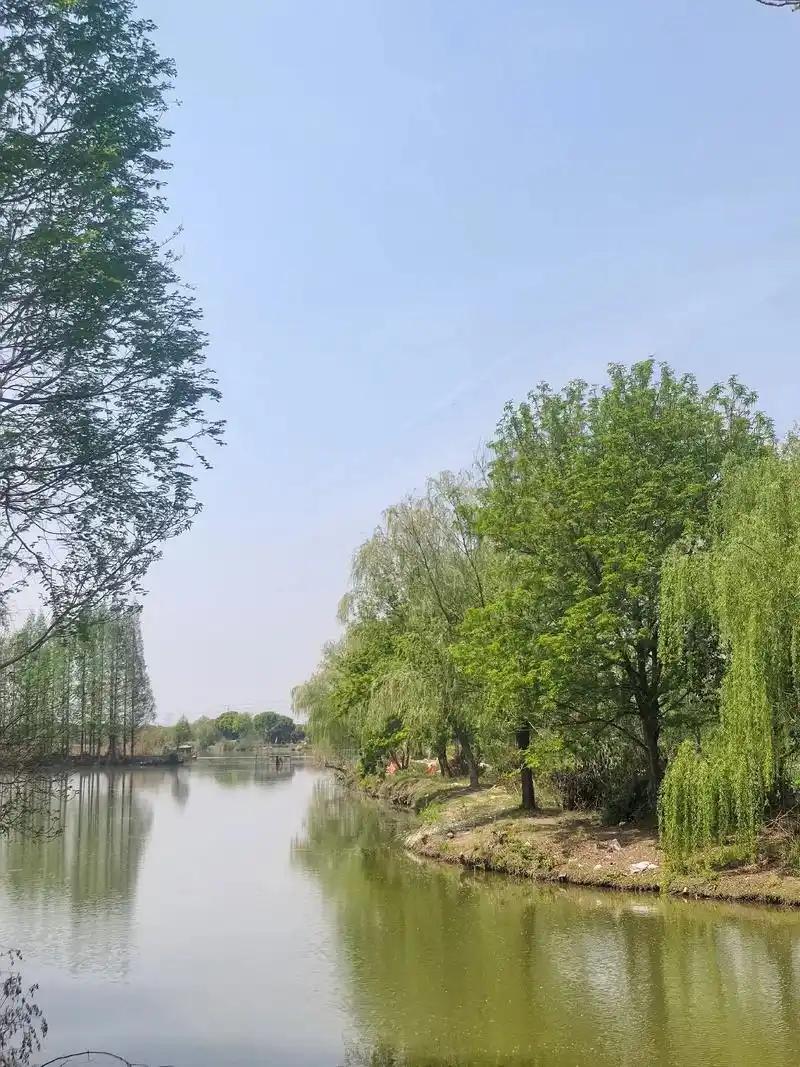 历史课本里的隋炀帝杨广，是个穷奢极欲的暴君。但这位暴君在植树这件事上，意外地靠谱