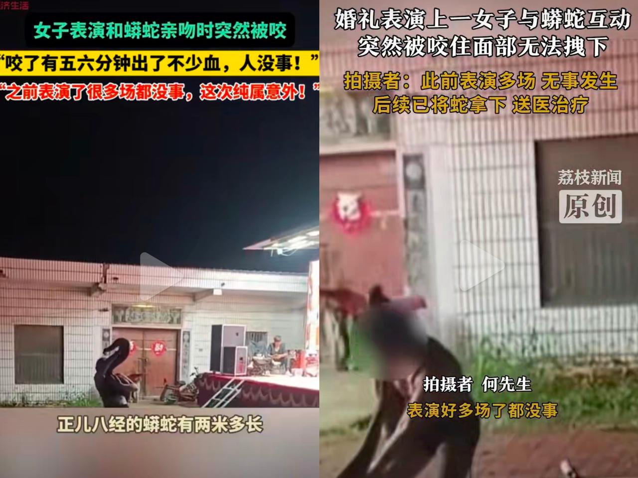 2025年9月12日，河南商丘一场婚礼表演中，女子在与蟒蛇互动表演“亲嘴”动作时