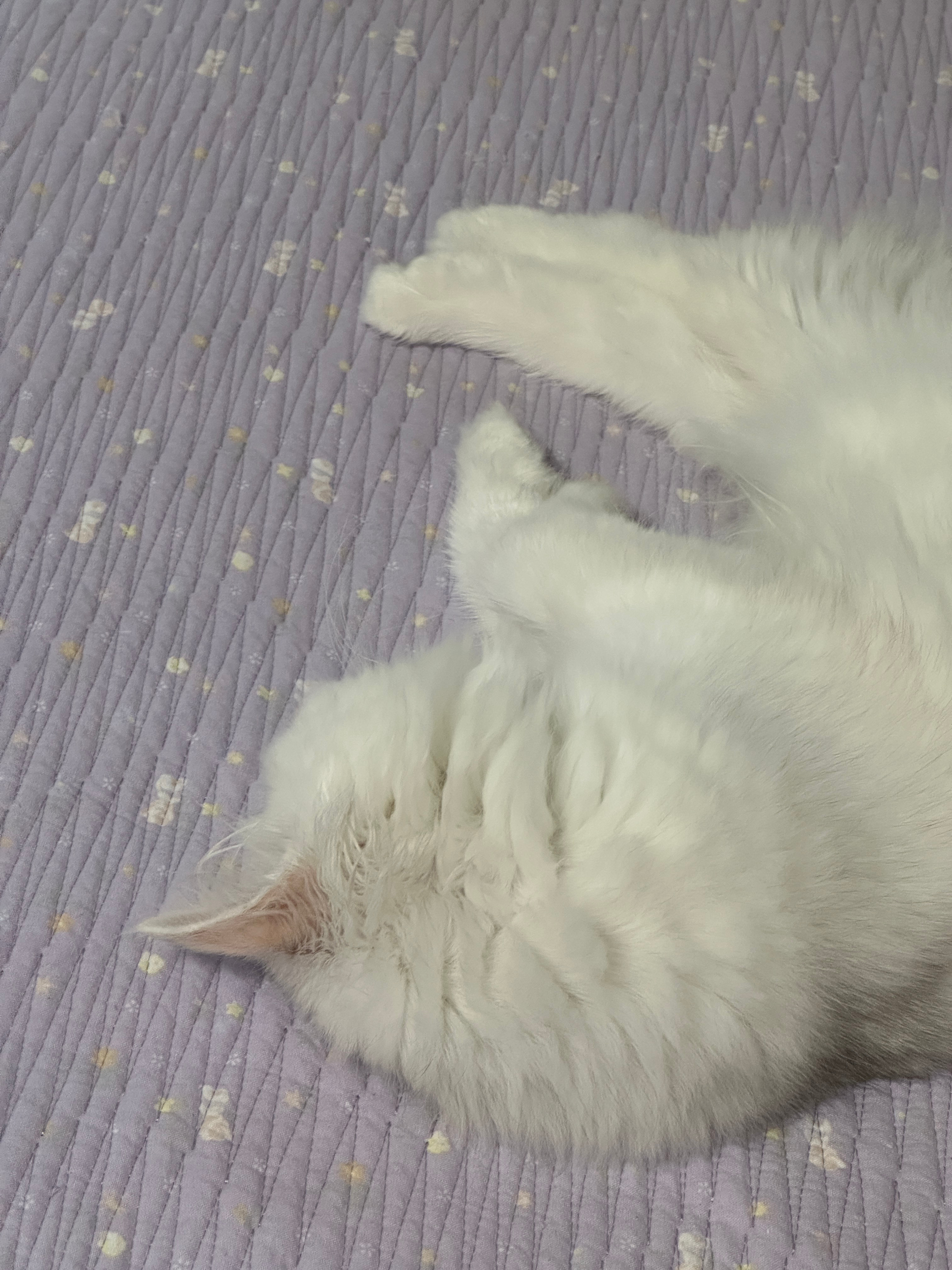 唯爱一猪心 