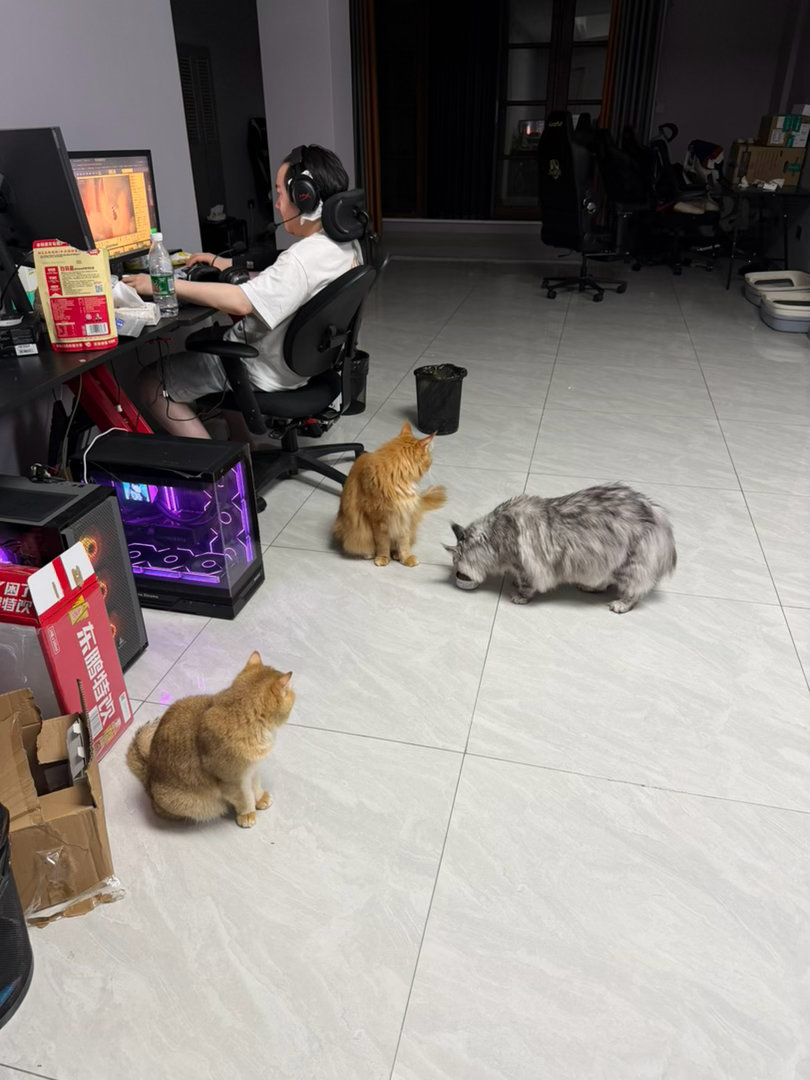 猫宁！川哥上辈子是戒过毒吧对这么多可爱小猫都不闻不问，很难想象这样的人是多么冷血