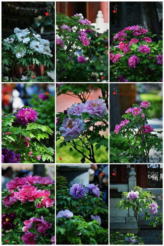故宫御花园‼️挑战一小时拍牡丹🌸