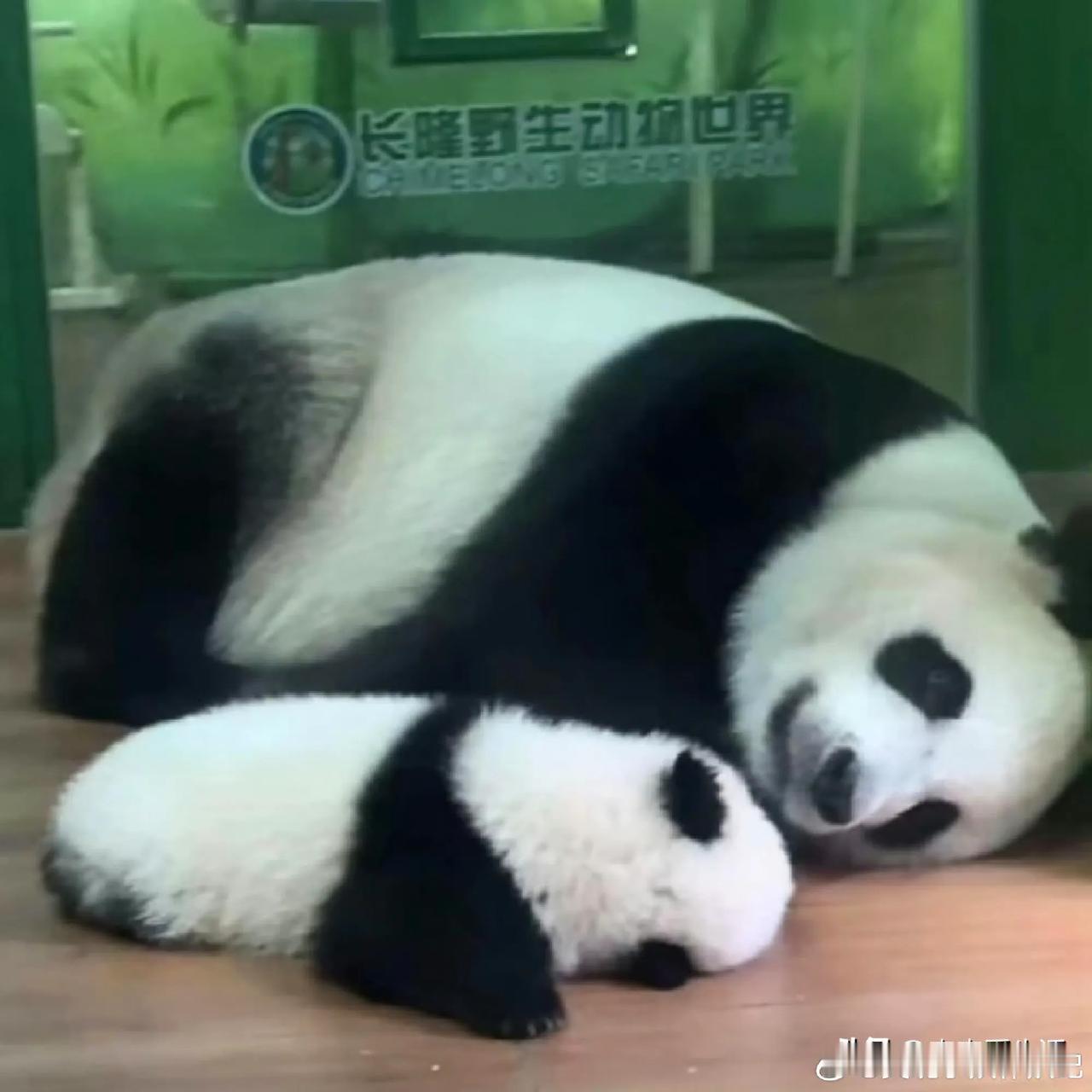 妹猪和妈妈萌萌。

这睡觉的姿势，看看，如此的相似，这个时期，同类的作用好大。