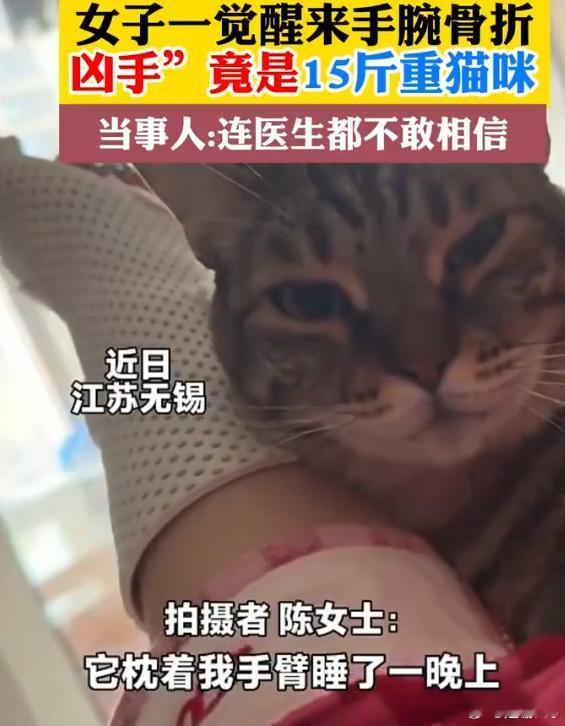 女子睡觉被15斤猫咪压致手腕骨折  这是什么小众名词搭配 猫猫：真的是我吗？我才