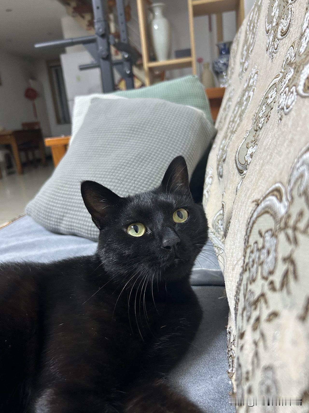 以前给猫咪买的猫条，它连闻都不闻，唯独对这款情有独钟，我都已经复购很多次了。