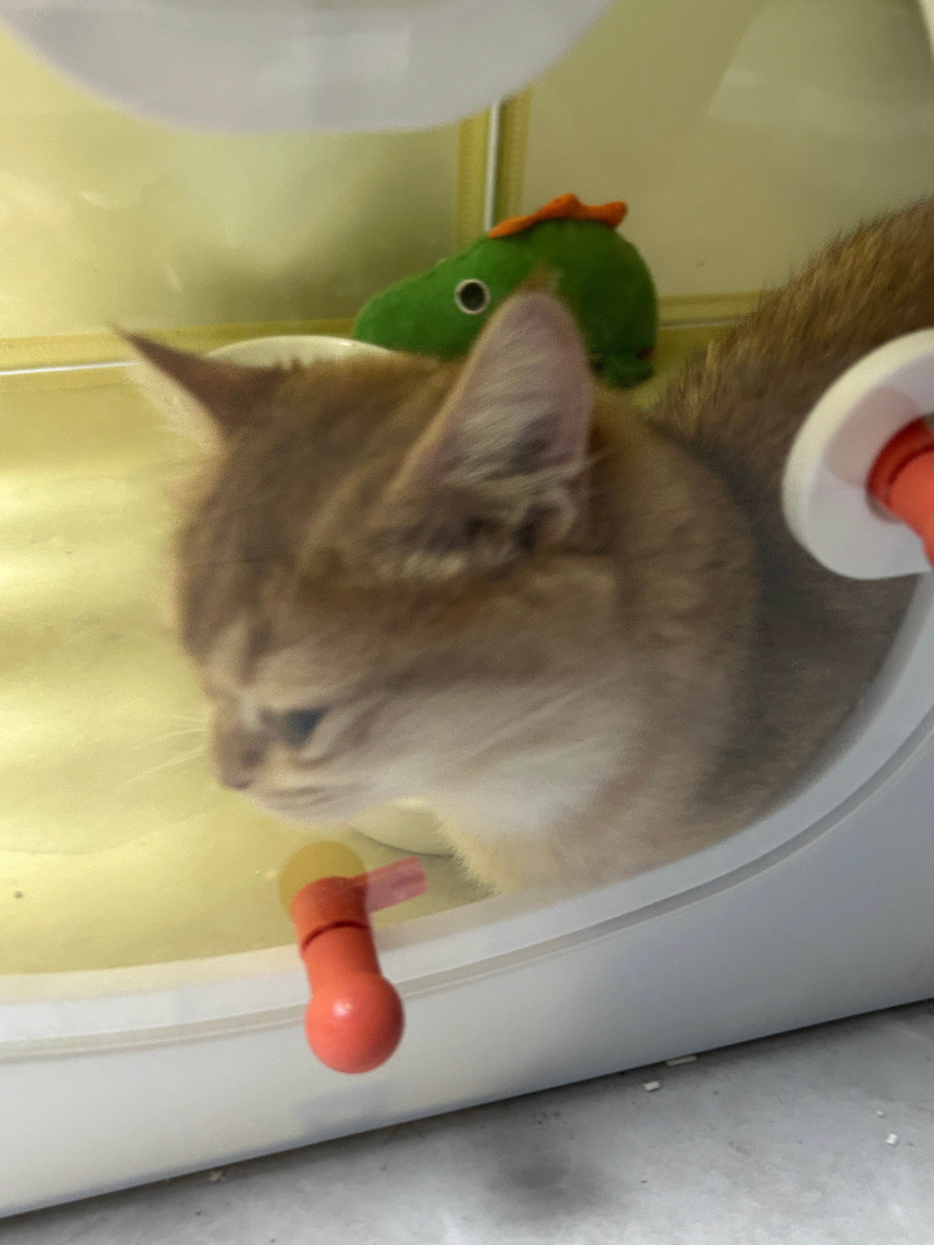 修猫豿豿