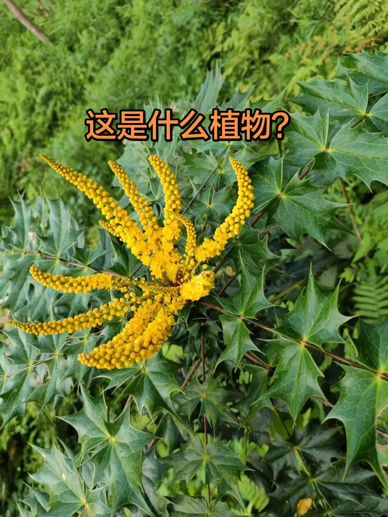 阔叶十大功劳｜超有辨识度的原生植物。别名，十大功劳、土黄连、功劳木小檗科常绿灌木