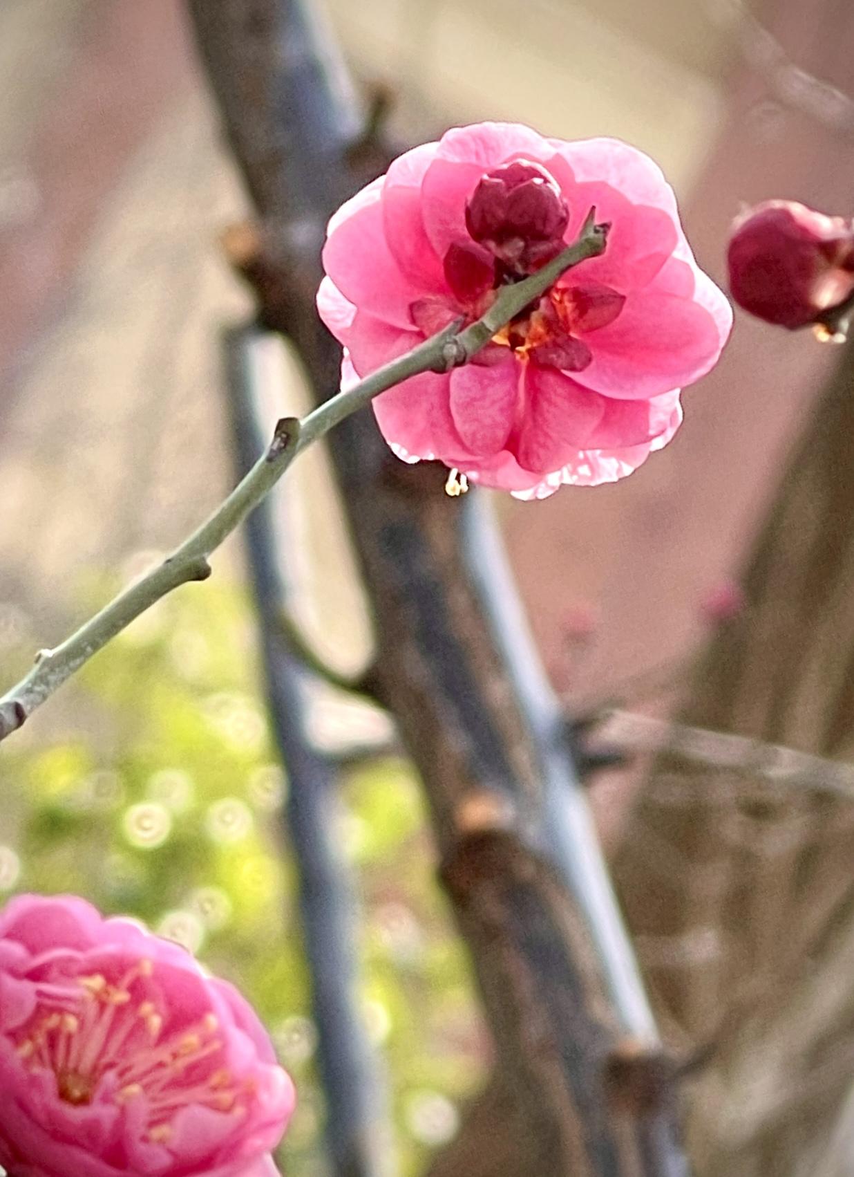 江南的红梅花开了

        晨露沾在半开的红梅瓣上，像江南刚醒的眼。
 