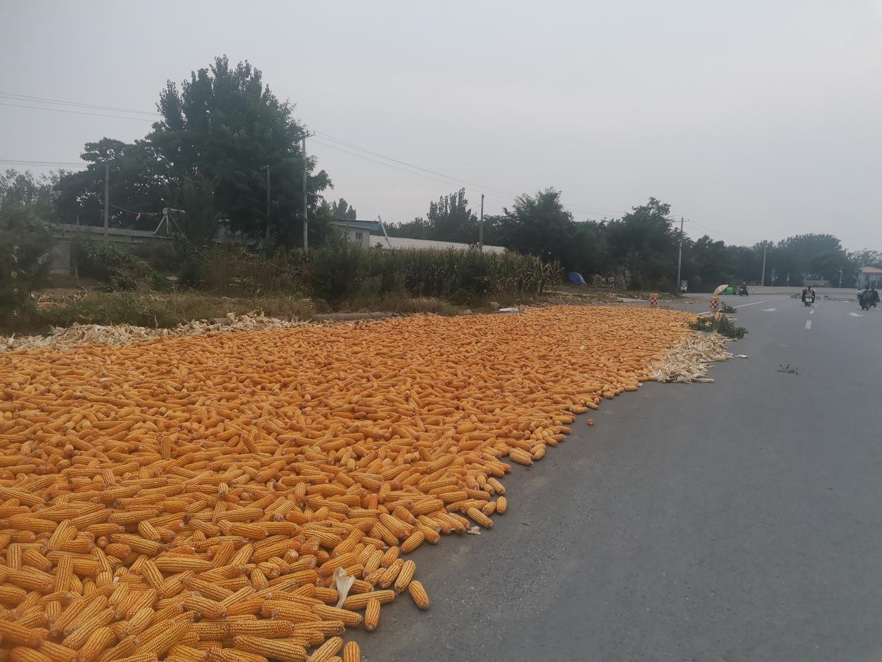 这就是手工收玉米，一个个棒子从玉米棵上掰下来，剥了皮，再运到开阔处晾晒。我还没见