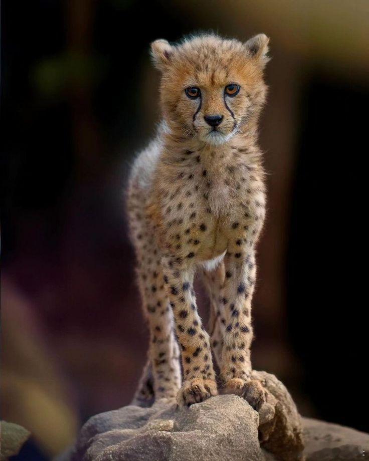 🐆 你第一眼就看到它了，对不对？不是因为它离你最近，而是因为它那身银白色的胎毛