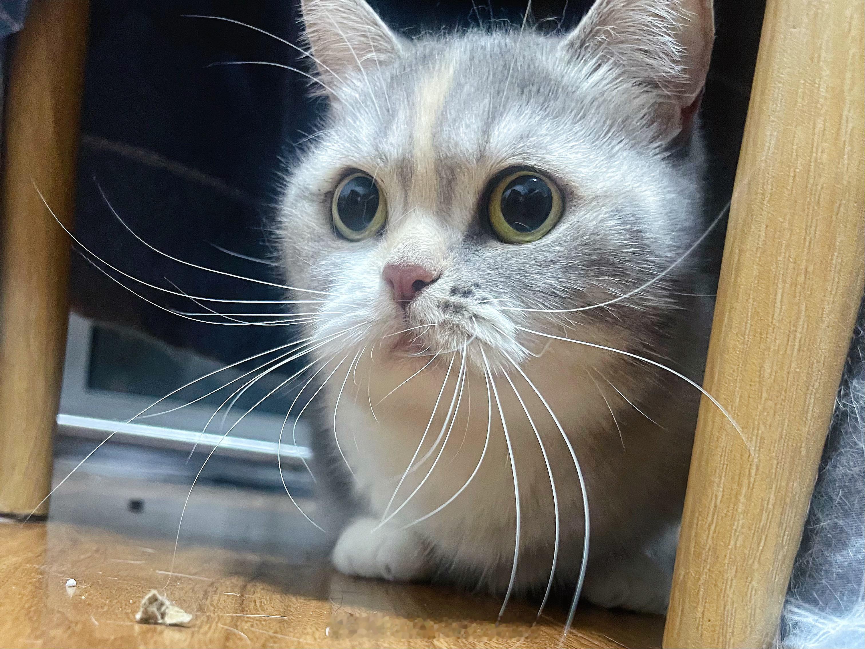 要被这只小猫咪萌晕了日常吸猫