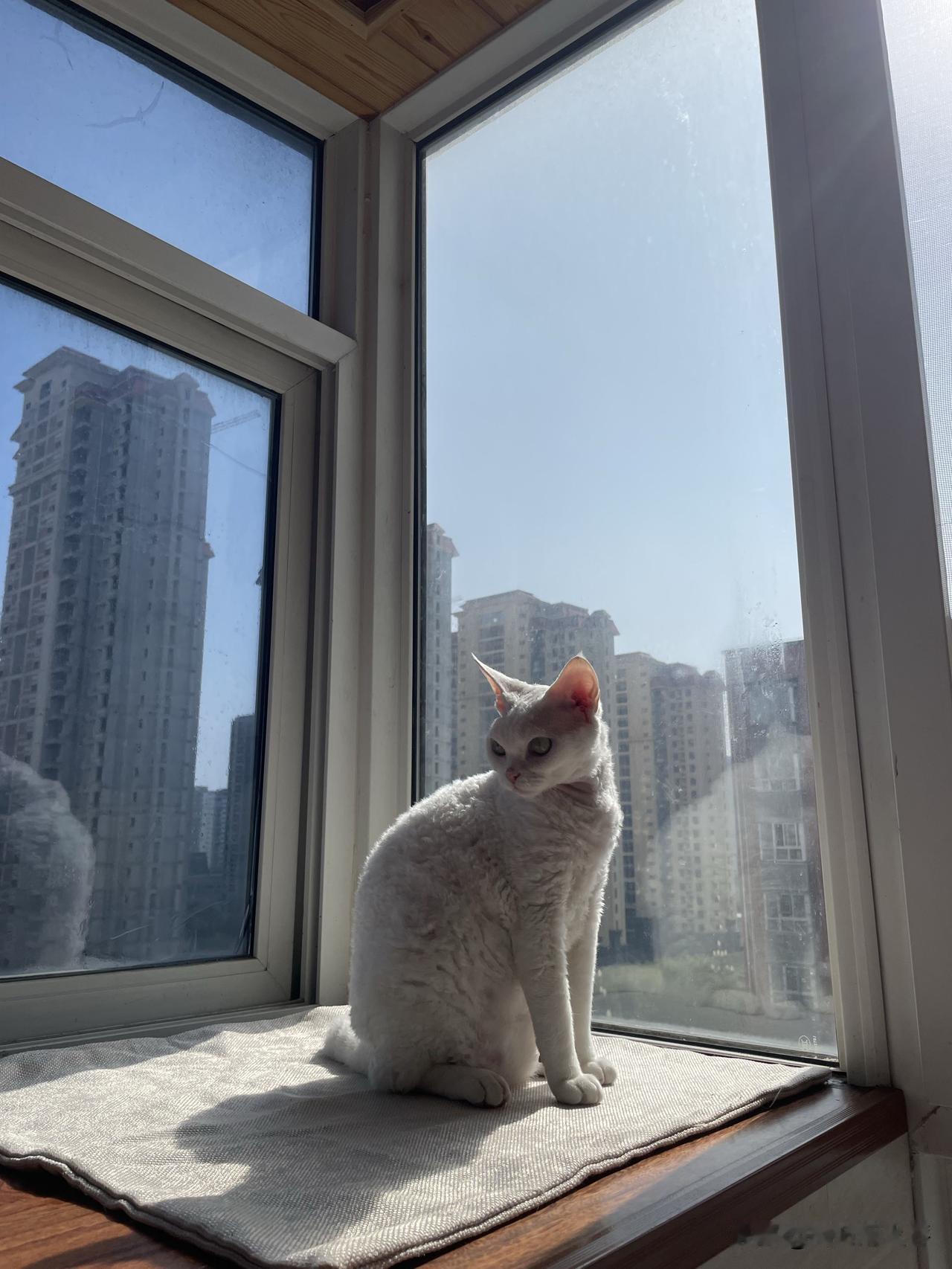 我镜头下的可爱猫咪是我家的小可爱，今天又在太阳下摆姿势，很惬意的样子。