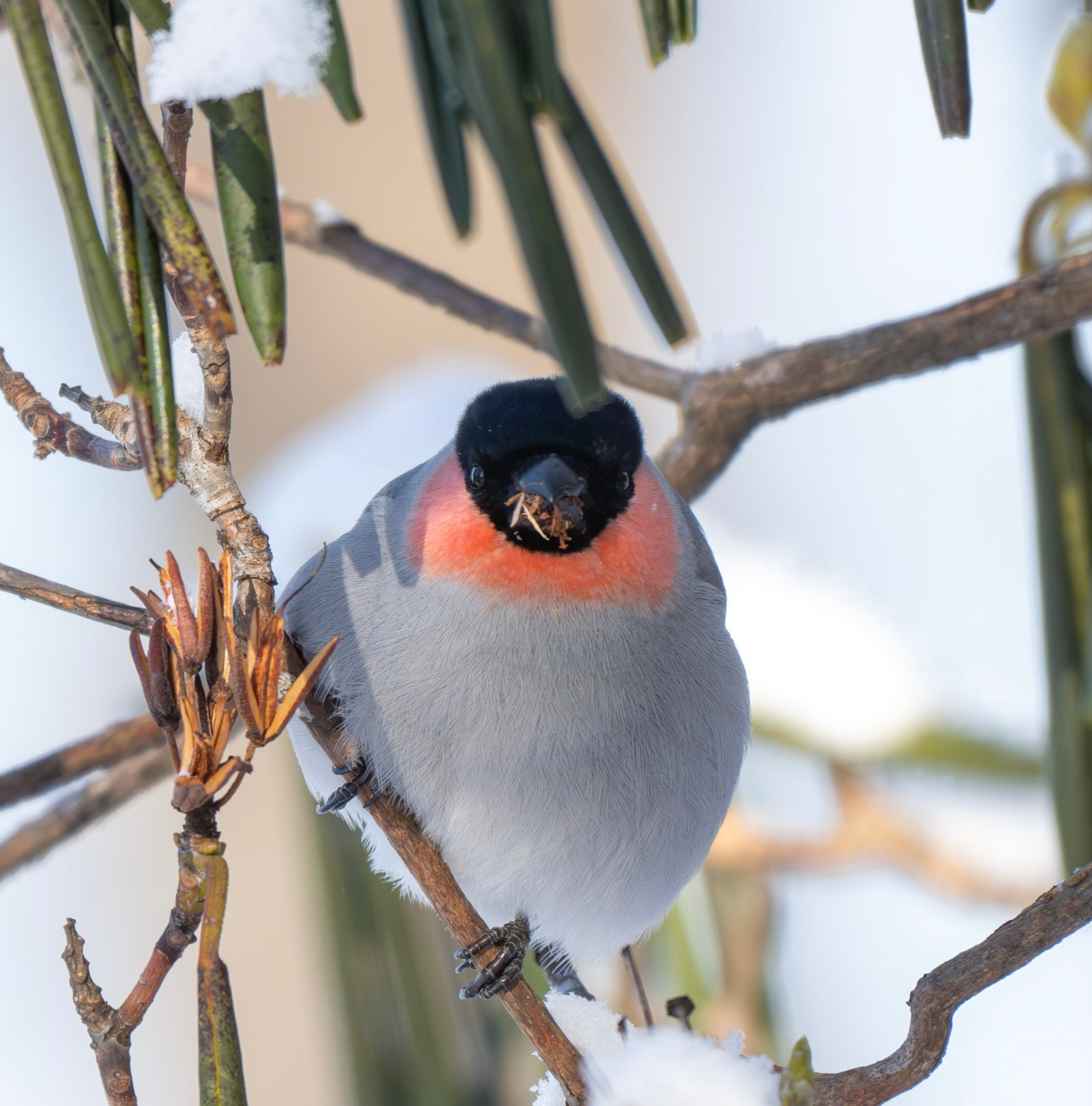 冬季森林里毛绒绒的肥啾们~【推：ESmk01】 