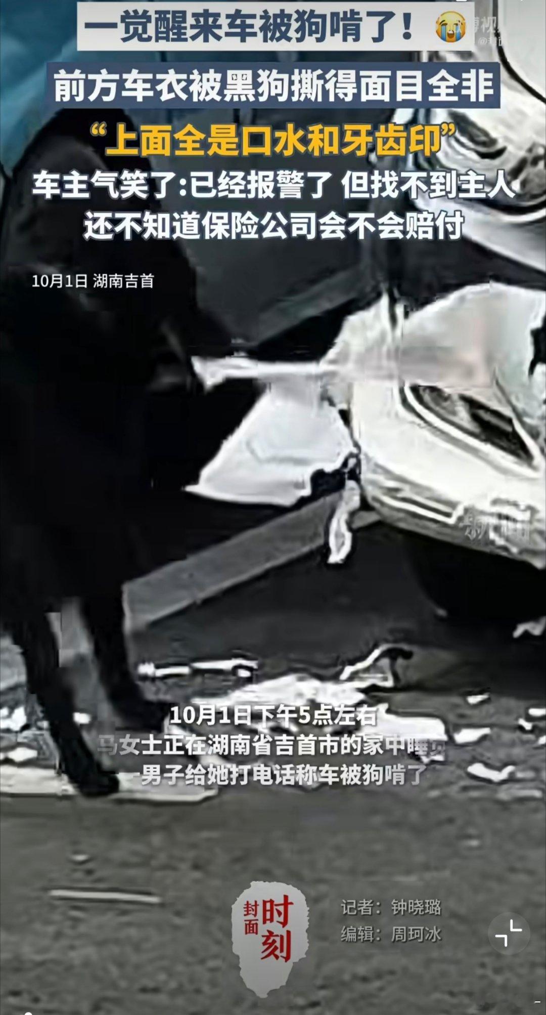 女子电话得知车被狗啃以为是诈骗这是把改色膜给撕了啊没想到狗狗也懂汽车美容[dog