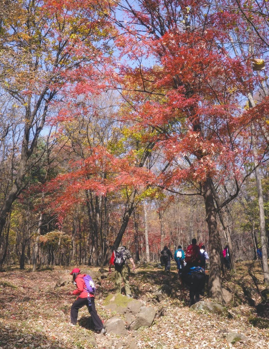 国庆的浪漫，在山野的秋风里【哈尔滨徒步】
⛰️10.2 金龙山｜红叶童话
万亩彩